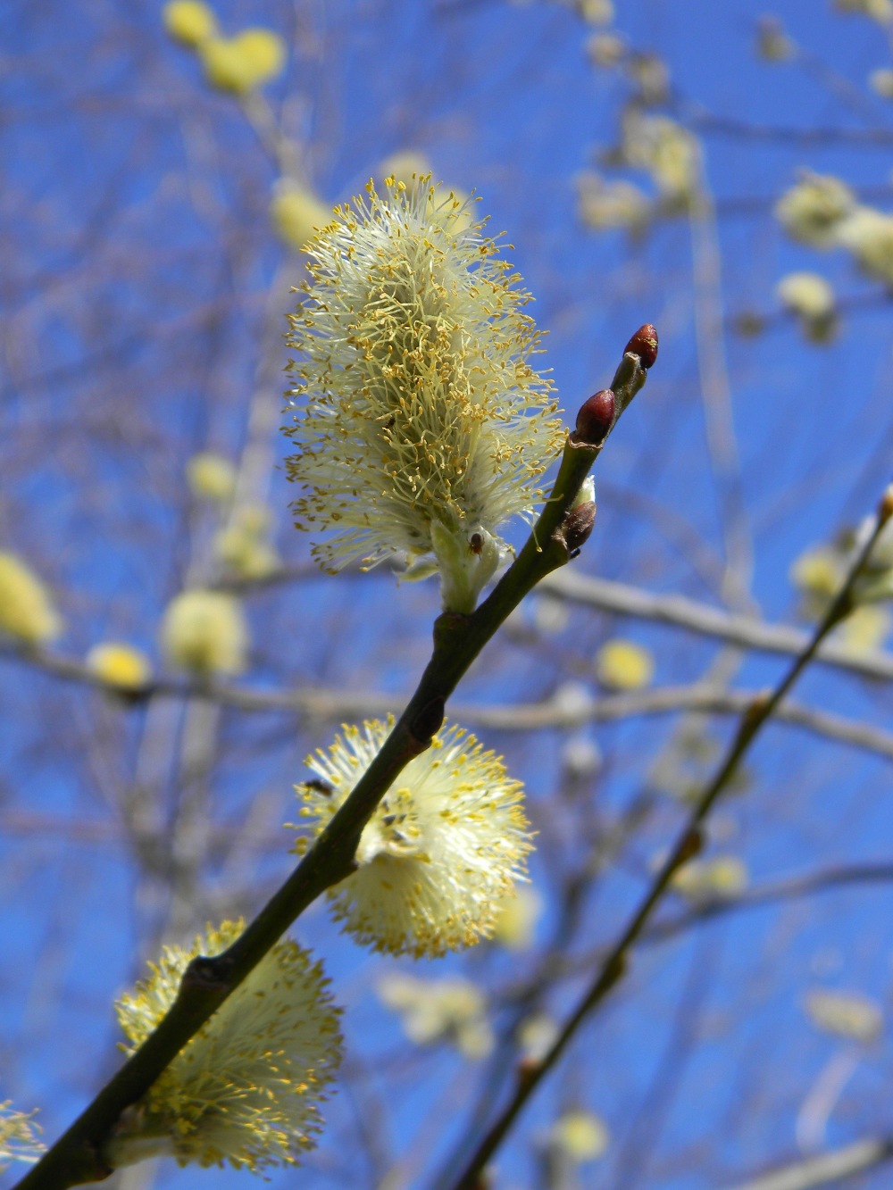 Salix caprea / Salice delle capre